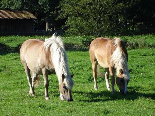 Unsere beiden Haflinger auf der Wiese
