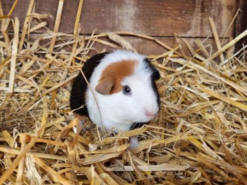 Meerschweinchen Luise freut sich auf alle Kinder