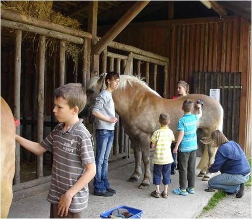 Pferde striegeln und füttern bei der Hofrunde