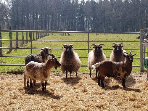 Unsere Ziegen