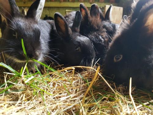 Kaninchen im Streichelstall