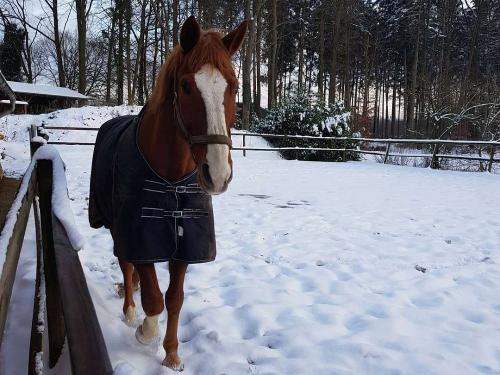 Rino steht im Schnee