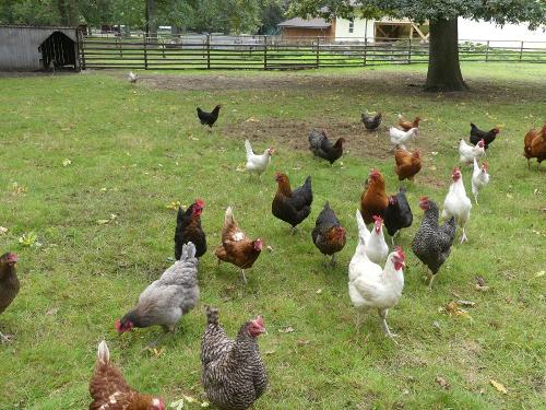 Unsere Hühnerschar Unsere Hühnerschar