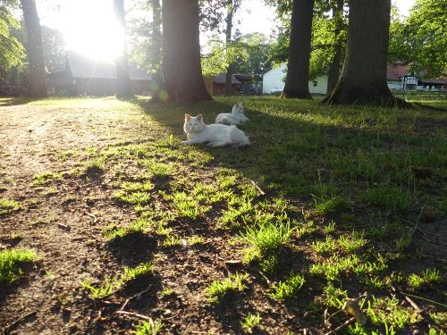 Unter den Eichen mit Thaddäus und Knut Unter den Eichen mit Thaddäus und Knut