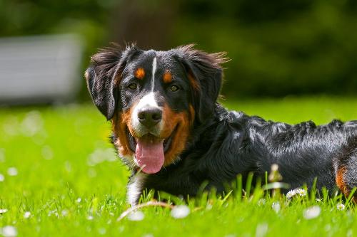 Hofhund Balou
