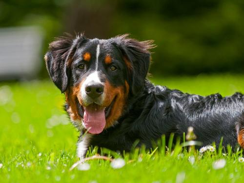 Hofhund Balou