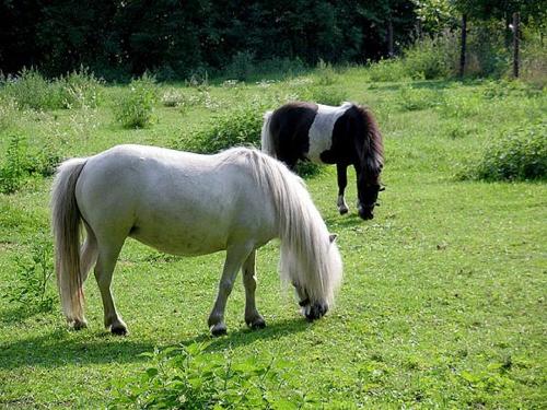 Pferde auf der Weide