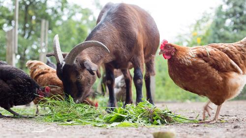 tiere
