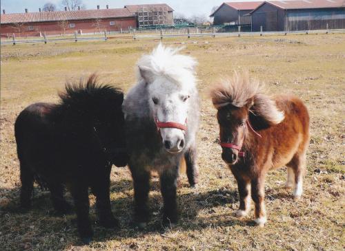 Ponys