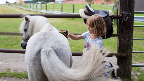 hilfe-bei-der-tierpflege