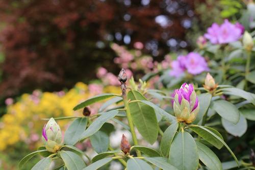garten3