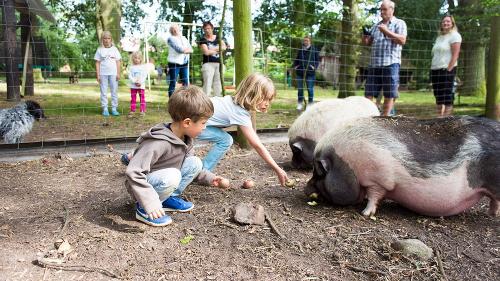 kinder-beim-schweine-fttern