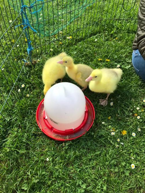 Unsere Gänse