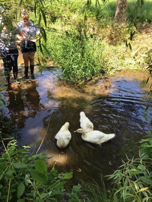 Unsere Gänse