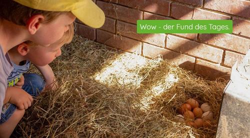 Unsere Hühner