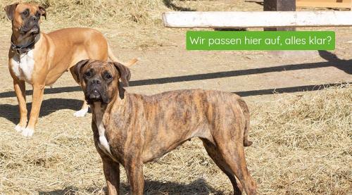 Hofhunde