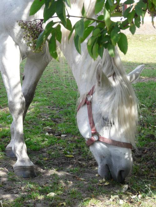 Pferd auf der Weide