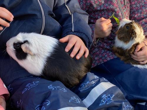 Unsere Meerschweinchen