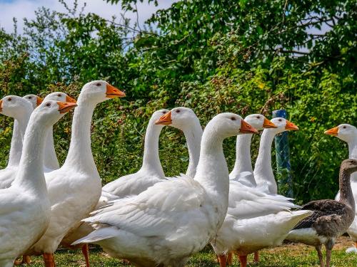 Gänse