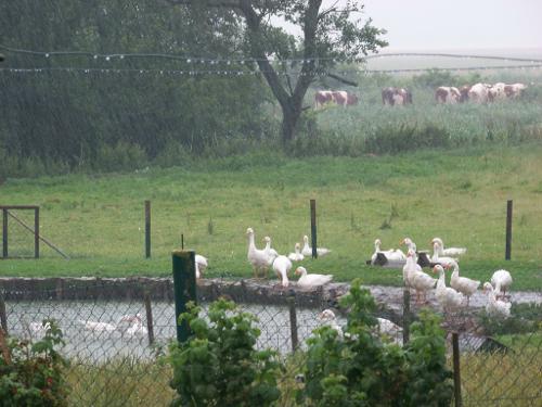 Gänse im Sommerregen Gänse im Sommerregen