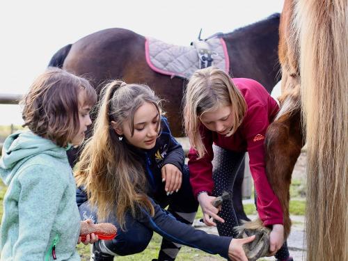 gemeinsame Pflege der Ponys