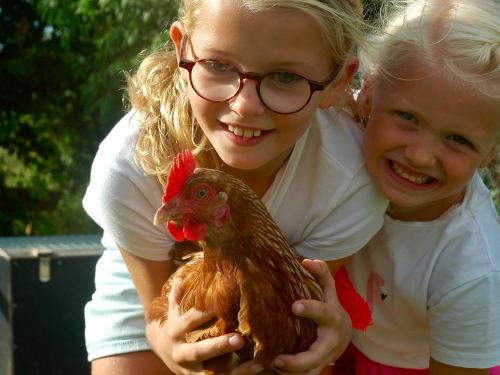 In Kontakt mit Hoftieren wie den Hühnern