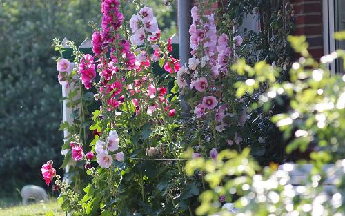 Stockrosen im Friesenhofgarten