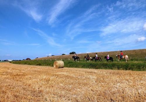 Ausritt am Deich Ausritt am Deich