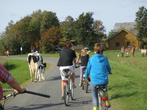 Fröhliches Kühetreiben