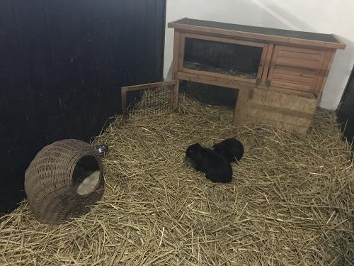 Kaninchen im Stroh