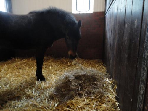 Pony Carita