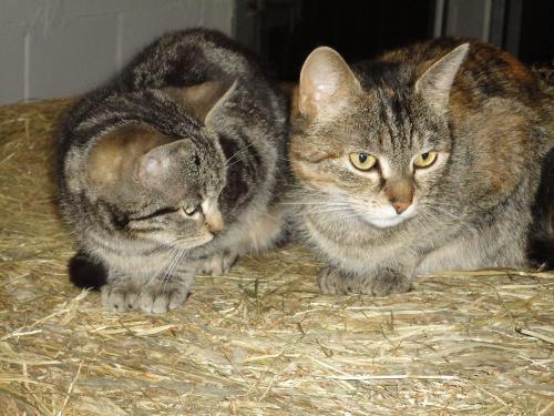 Lilli und Lucie