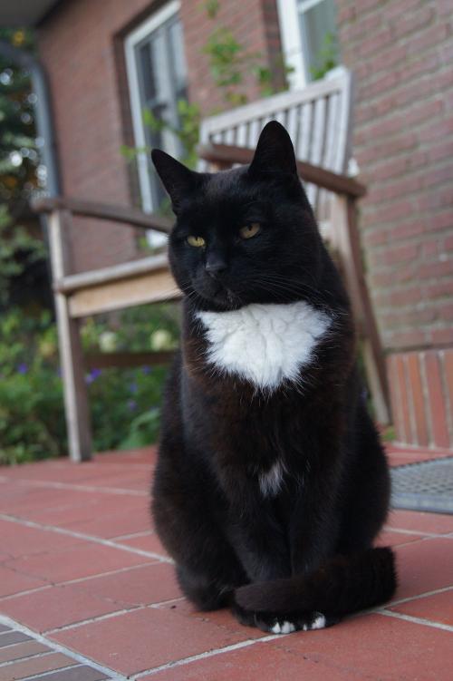 katzen-4