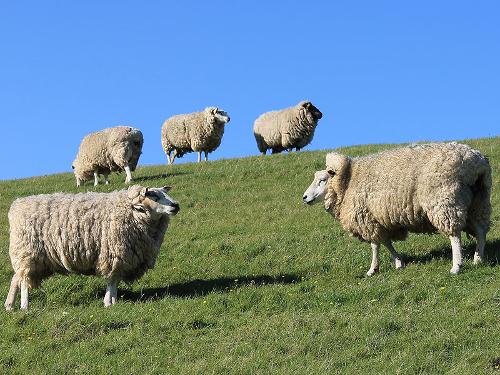 Deichschafe