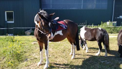 Pony Major