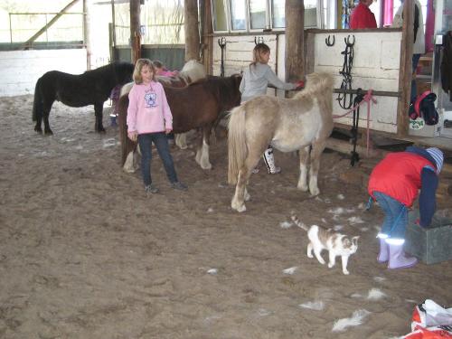 Ponys putzen