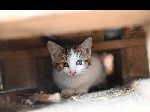 Kleine Katze
