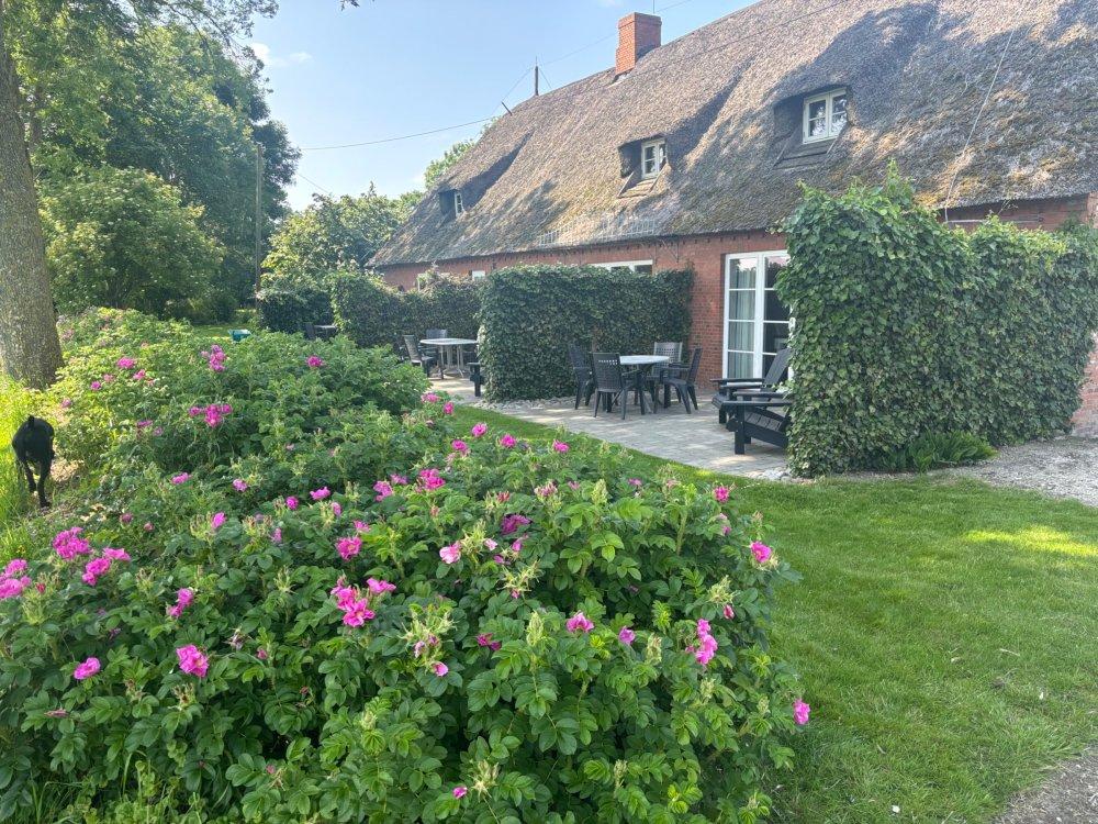 Traumhafte rosa BlÃ¼ten im Mai