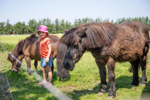 Unsere Ponys Sally und Nemo