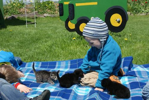 Katzenbabys