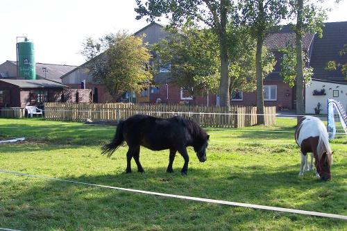 Ponys mit Hof