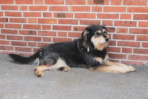 Hofhund Tommy