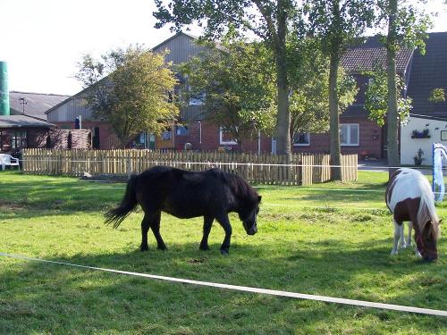 Ponys mit Hof