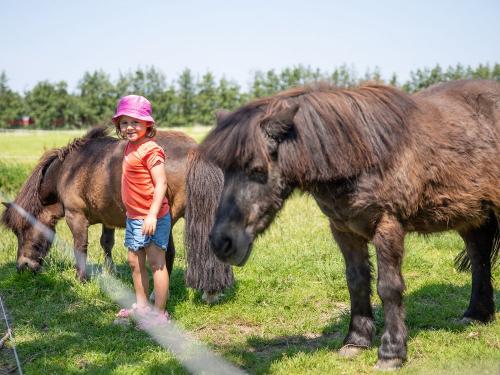 Unsere Ponys Sally und Nemo