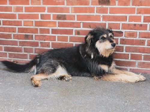 Hofhund Tommy