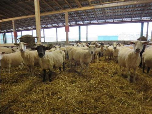 Ferienhof Landfrieden Schafe