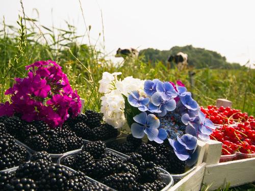 frische Früchte frische Früchte