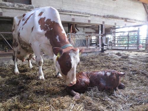 Kuh mit neugeborenem Kalb
