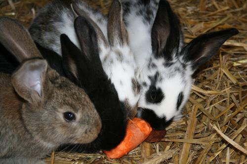 bild122