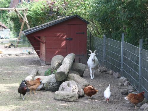 ziegen und hühner